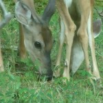 GEDSC DIGITAL CAMERA