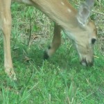 GEDSC DIGITAL CAMERA