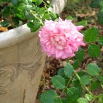 GEDSC DIGITAL CAMERA